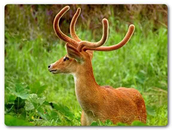 Manipur State animal, Sangai, Rucervus eldii eldii